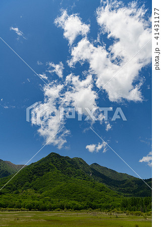 初夏の小田代ヶ原 初夏の小田代ヶ原 41431177