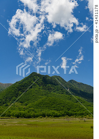 初夏の小田代ヶ原 初夏の小田代ヶ原 41431178