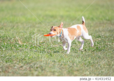 ジャックラッセルテリア 41431452