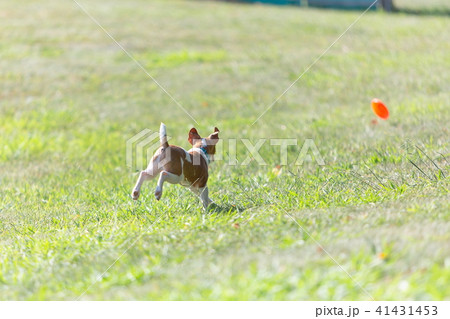 ジャックラッセルテリア ジャックラッセルテリア 41431453