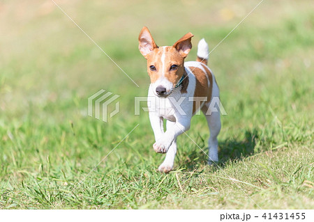 子犬 可愛い子犬 の画像素材 ピクスタ