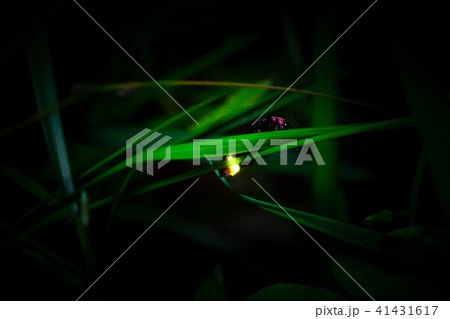 ゲンジボタル 41431617