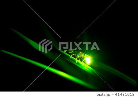 ゲンジボタル 41431618