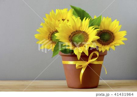 Sunflowers in a pot on a table 41431964