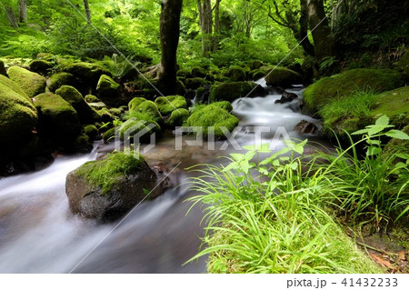 大山の清流 41432233