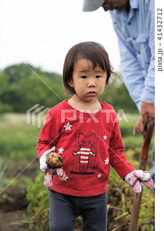 畑でお手伝いする2歳児 41432712