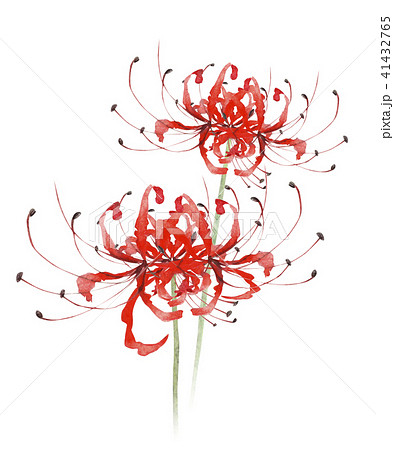 ロイヤリティフリーヒガンバナ イラスト 最高の花の画像