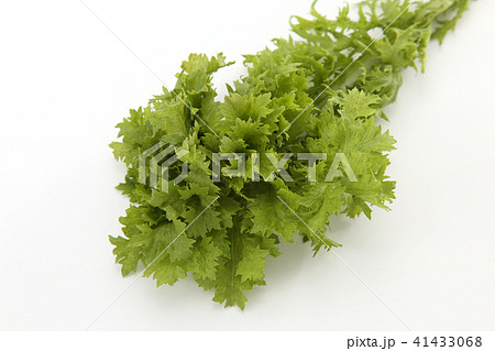 わさび菜 41433068