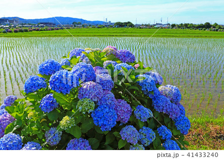 水田地帯で咲く紫陽花の群生 41433240