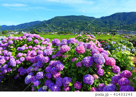 水田地帯で咲く紫陽花の群生 水田地帯で咲く紫陽花の群生 41433243
