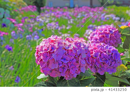 菖蒲の群生を背景に大輪のアジサイのどアップ 菖蒲の群生を背景に大輪のアジサイのどアップ 41433250