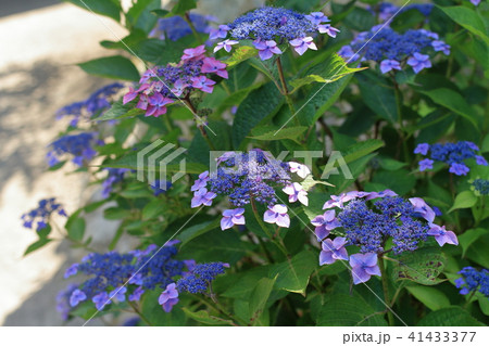 鎌倉のあじさい (青紫) 41433377