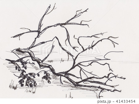 Tumbled down tree 41433454