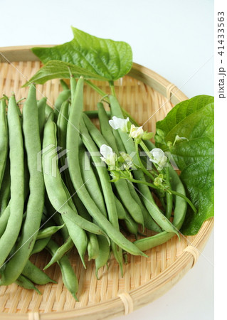 インゲン 41433563