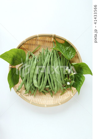 インゲン 41433566