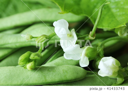 インゲンの花 41433743