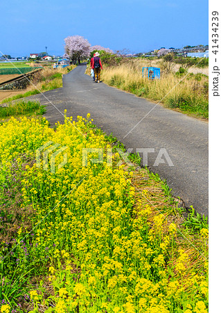 郡川のさくら　【長崎県大村市】 41434239
