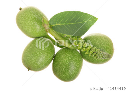 green walnut and flower isolated on white background 41434419