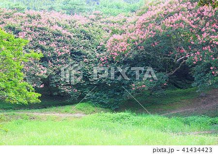 サルスベリ 木 ミョンオクホン 41434423