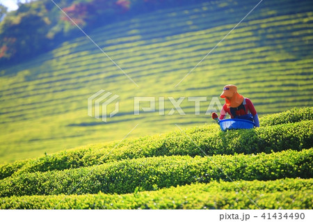 緑茶畑 緑 緑色 41434490