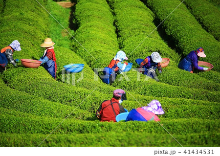 緑茶畑 緑 緑色 41434531