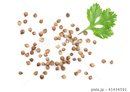 coriander seed and leaves isolated on white background. Top view. Flat lay pattern 41434591
