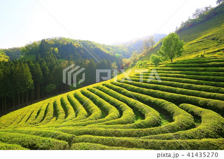 緑茶畑 緑 緑色 41435270