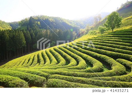 緑茶畑 緑 緑色 41435271
