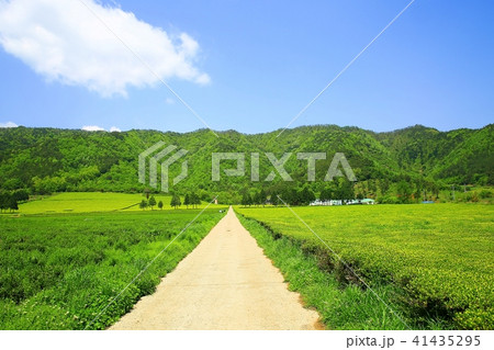 緑茶畑 緑 緑色 41435295