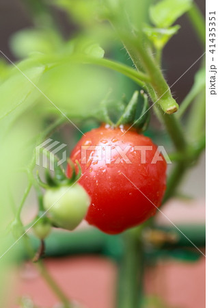 家庭菜園 ミニトマト 野菜ベジタブル ベランダ バルコニー 鉢植え プランター 栽培 若葉 新芽 の写真素材