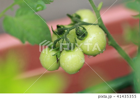 家庭菜園 (ミニトマト 野菜ベジタブル ベランダ バルコニー 鉢植え プランター 栽培 若葉 新芽) 41435355
