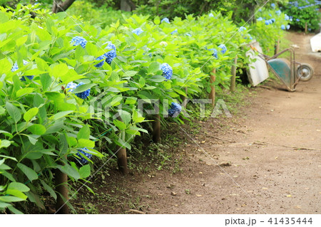 アジサイ　紫陽花　あじさい 41435444