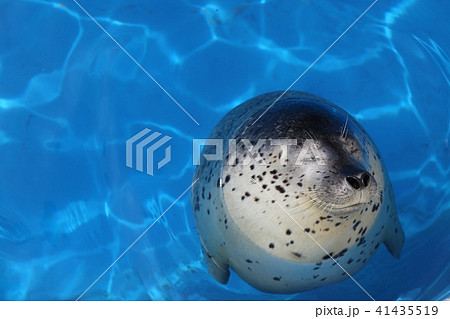 〔福井県坂井市・越前松島水族館・6月〕頭上から撮影　俯瞰図　真丸なゴマフアザラシ 41435519