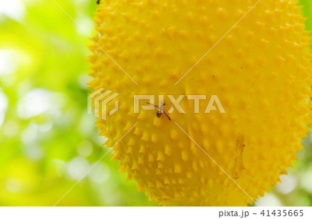 hornet climbing on jack-fruit spiny bitter gourd  41435665