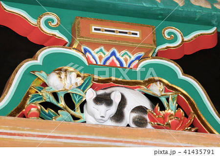 眠り猫 41435791