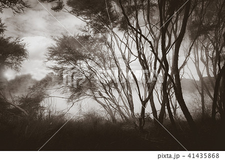 Misty lake and forest in Rotorua, New Zealand Misty lake and forest in Rotorua, New Zealand 41435868