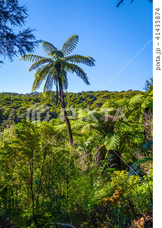 Track in Abel Tasman National Park, New Zealand 41435874
