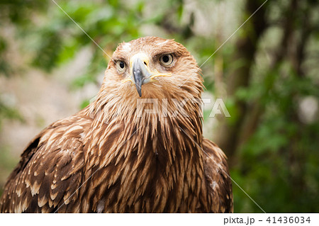 Golden eagle Aquila chrysaetos 41436034
