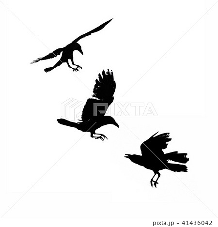Three flying crows, silhouette isolated Three flying crows, silhouette isolated 41436042