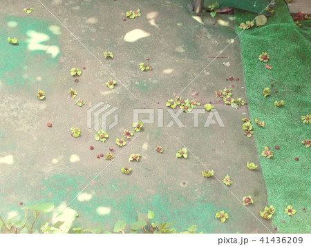 落下した富有柿の小さい実 41436209