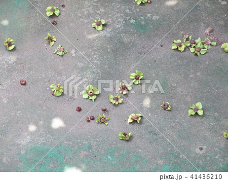 落下した富有柿の小さい実 41436210