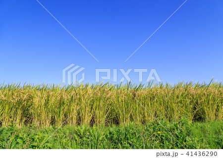 秋の田園風景 41436290