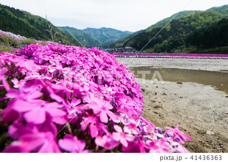 芝桜 芝桜 41436363