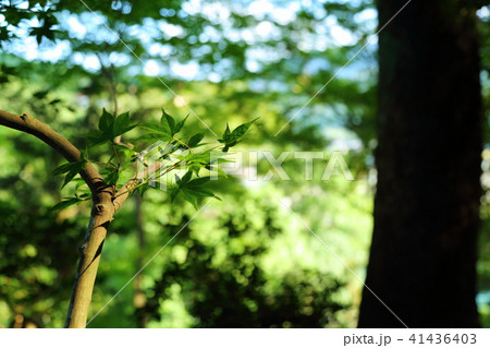 ノムラモミジ 41436403