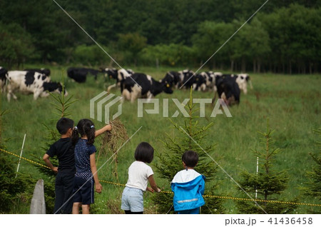 牛と子ども 牛と子ども 41436458