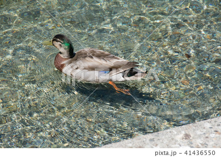 <ニュージーランド>クイーンズタウン　ワカティプ湖畔の鴨 41436550