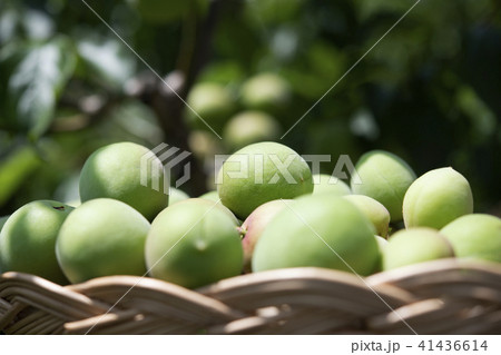 梅の収穫 41436614