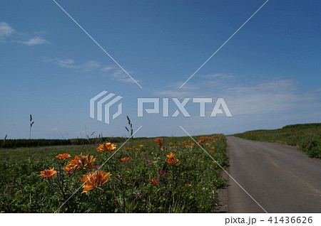 ワッカ原生花園　エゾスカシユリの咲く道 41436626