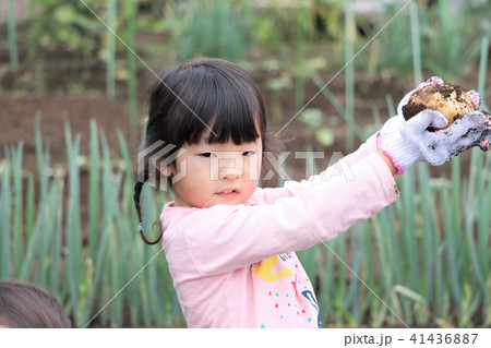 芋掘りをする家族 41436887