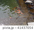 鯉 41437054